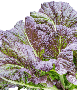 Red Mustard Greens - Vegetable that Begin with R