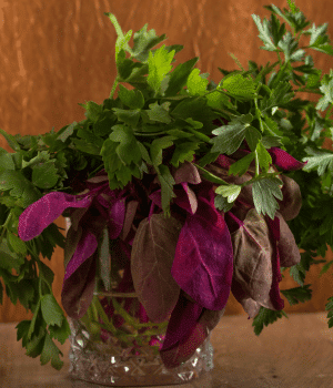 Red Orach - Vegetable that Begin with R