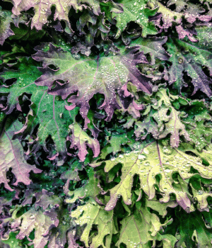 Red Russian Kale - Vegetable that Begin with R