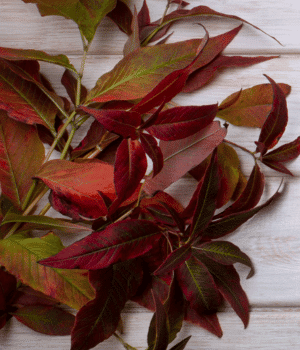 Red Shiso - Vegetable that Begin with R