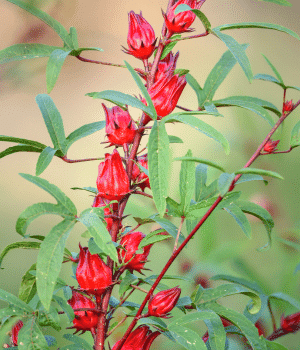 Red Sorrel - Vegetable that Begin with R