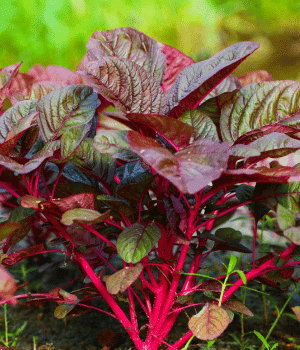Red Spinach - Vegetable that Begin with R