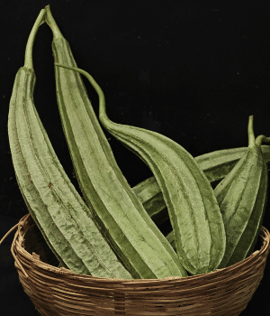 Ridge Gourd