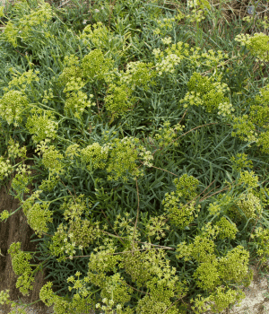 Rock Samphire
