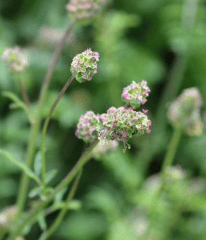 Salad Burnet - Vegetables that Start with S