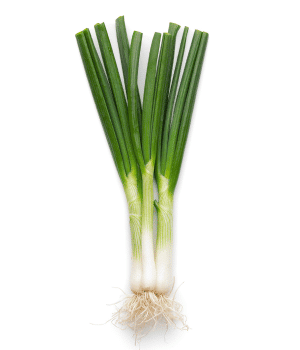 Scallion - Bulb Vegetables