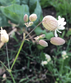 Sculpit Vegetables - Vegetables that Start with S