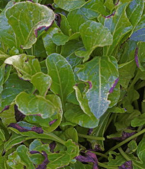 Sea Beet - Vegetables that Start with S