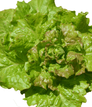 Sea Lettuce - Vegetable Names that Begin with S