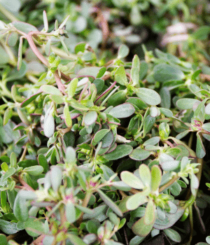 Sea Purslane - Vegetable Names that Begin with S