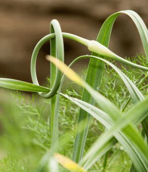 Serpent Garlic - List of Bulb Veggies