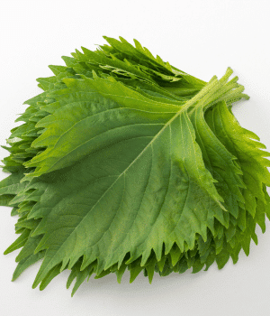Shiso - Vegetable Names that Begin with S