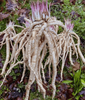 Skirret Root - Vegetable that Grow Underground