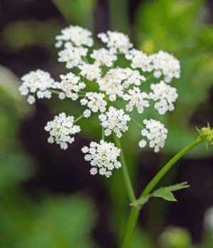Skirret