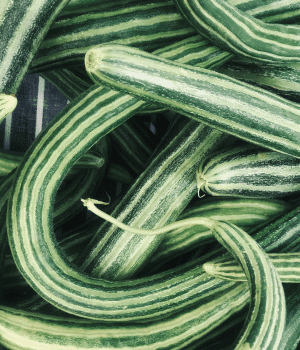 Snake Gourd