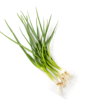 Spring Onion