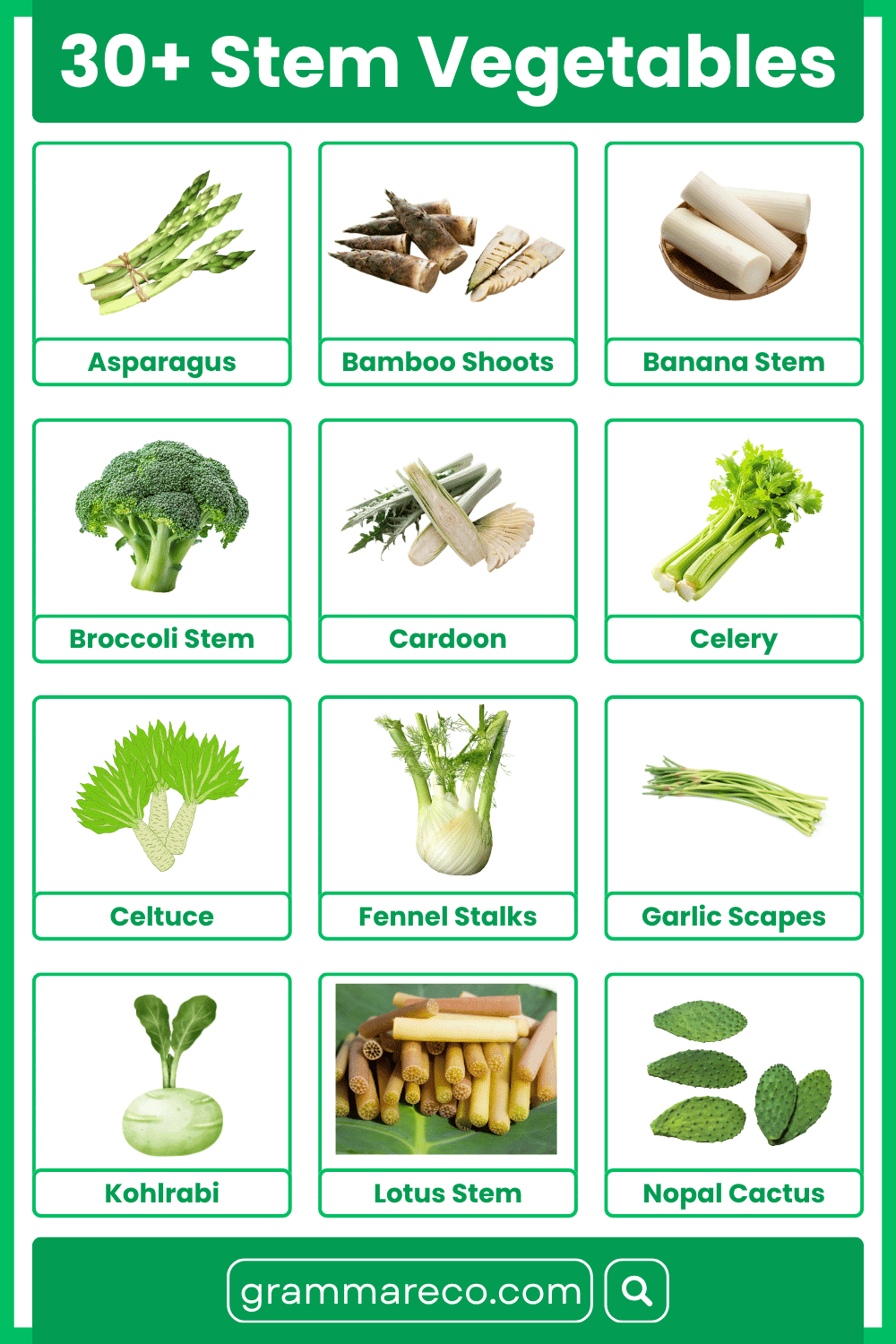 Stem Vegetables With Pictures and Characteristics