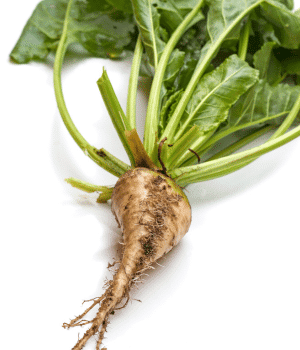 Sugar Beet - Vegetable that Grow Underground