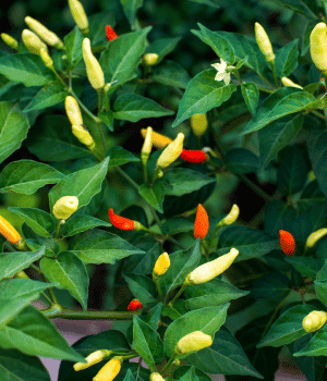 Tabasco Pepper - Vegetable Names that Begin with T