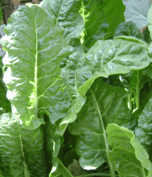 Tahitian Spinach - Vegetable Names that Begin with T