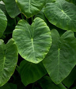Taro Stems