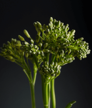 Tenderstem Broccoli - Vegetable Names that Begin with T