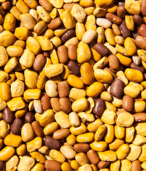 Tepary Bean - Vegetable Names that Begin with T