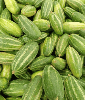 Tindora - Vegetables that start with T