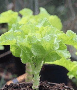 Tree Cabbage - Vegetables that start with T