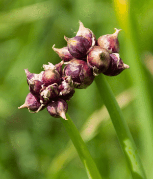 Tree Onion