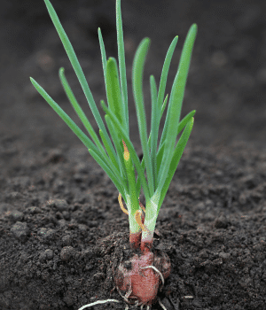 Tree Onion - Vegetables that start with T
