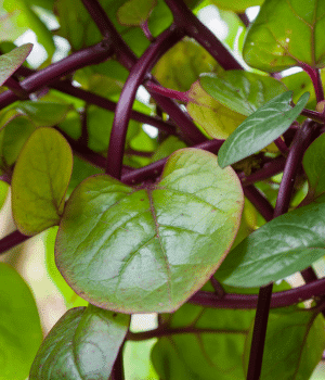 Tree Spinach - Vegetables that start with T
