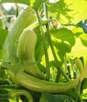 Tromboncino Squash - Vegetables that start with T