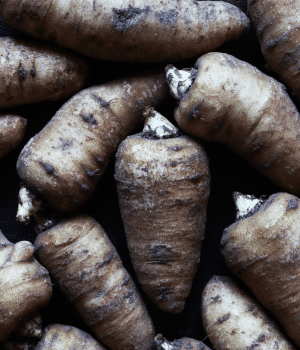 Tuberous Chervil - Vegetables that start with T