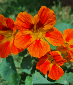 Tuberous Nasturtium - Vegetables that start with T