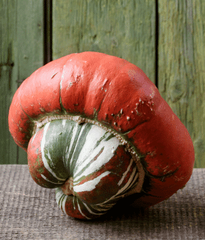 Turban Squash