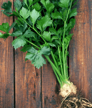 Turnip-Rooted Celery