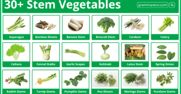 Types of 30+ Stem Vegetables List, Names and Pictures