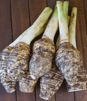 Ubi Keladi - Vegetables that Start with U