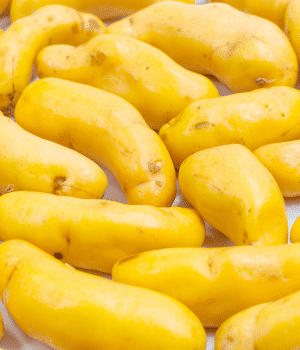 Ulluco - Vegetable that Grow Underground