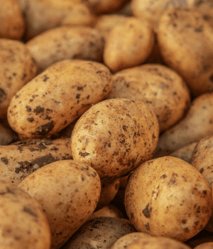 Ulster Emblem Potato - Vegetable that Start with U