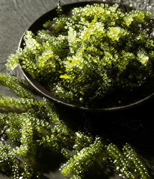 Umibudo - Vegetables that Start with U