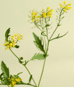 Upland Cress - Vegetables that Start with U