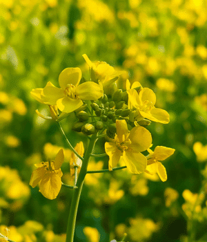Upland Mustard - Vegetables that Start with U