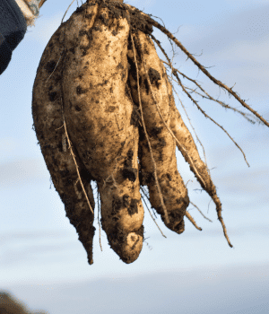 Upo - Vegetables that Start with U