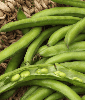 Urad Bean Pods