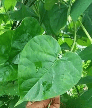 Utazi Leaves - Vegetables that Start with U