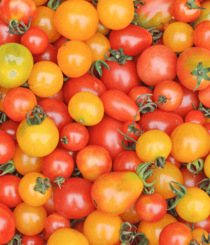 Valencia Tomato - Vegetables that Start with V