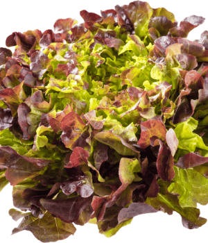 Valentine Lettuce - Vegetables that Start with V