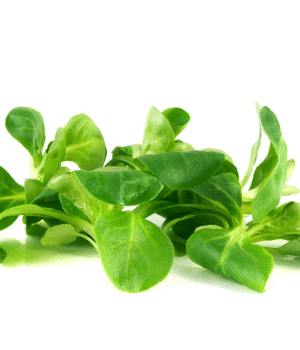 Valerianella - Vegetables that Start with V